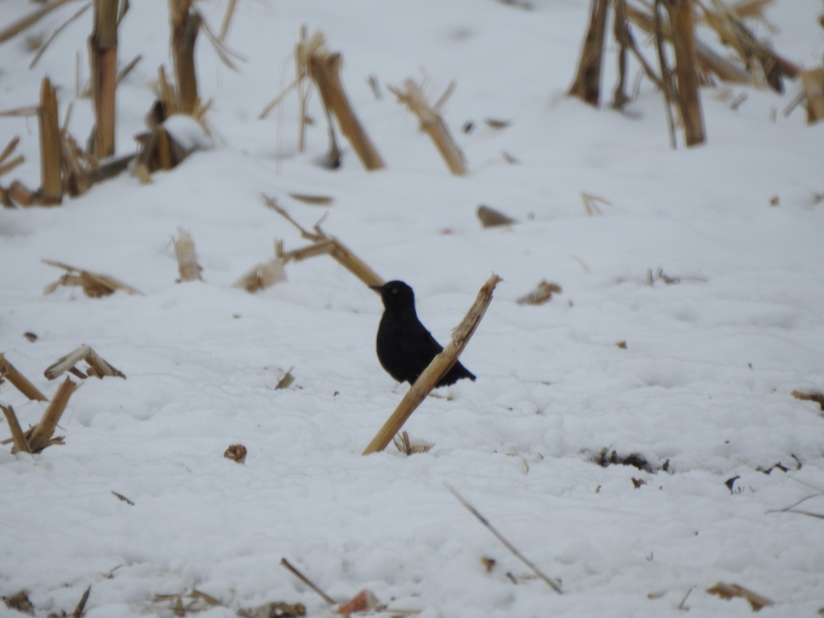 Rusty Blackbird - ML646405355