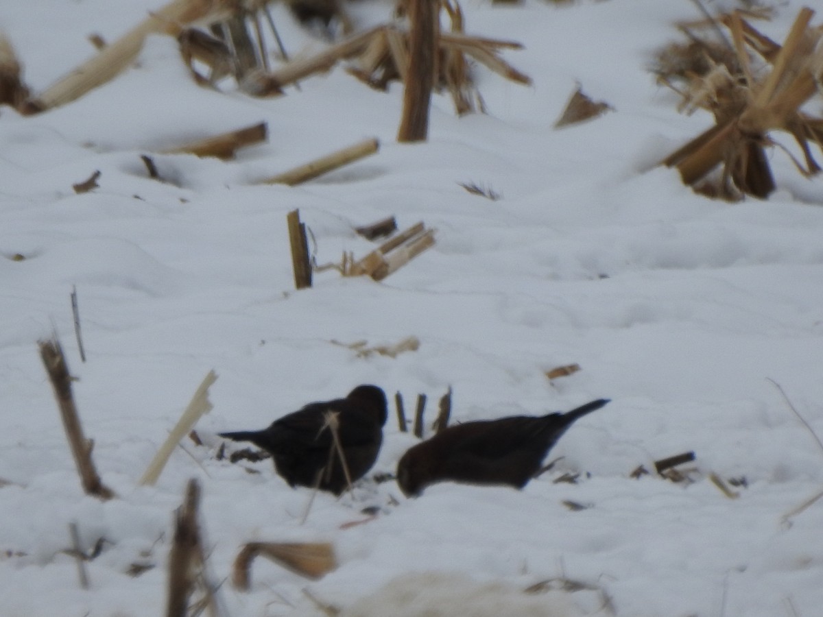 Rusty Blackbird - ML646405356