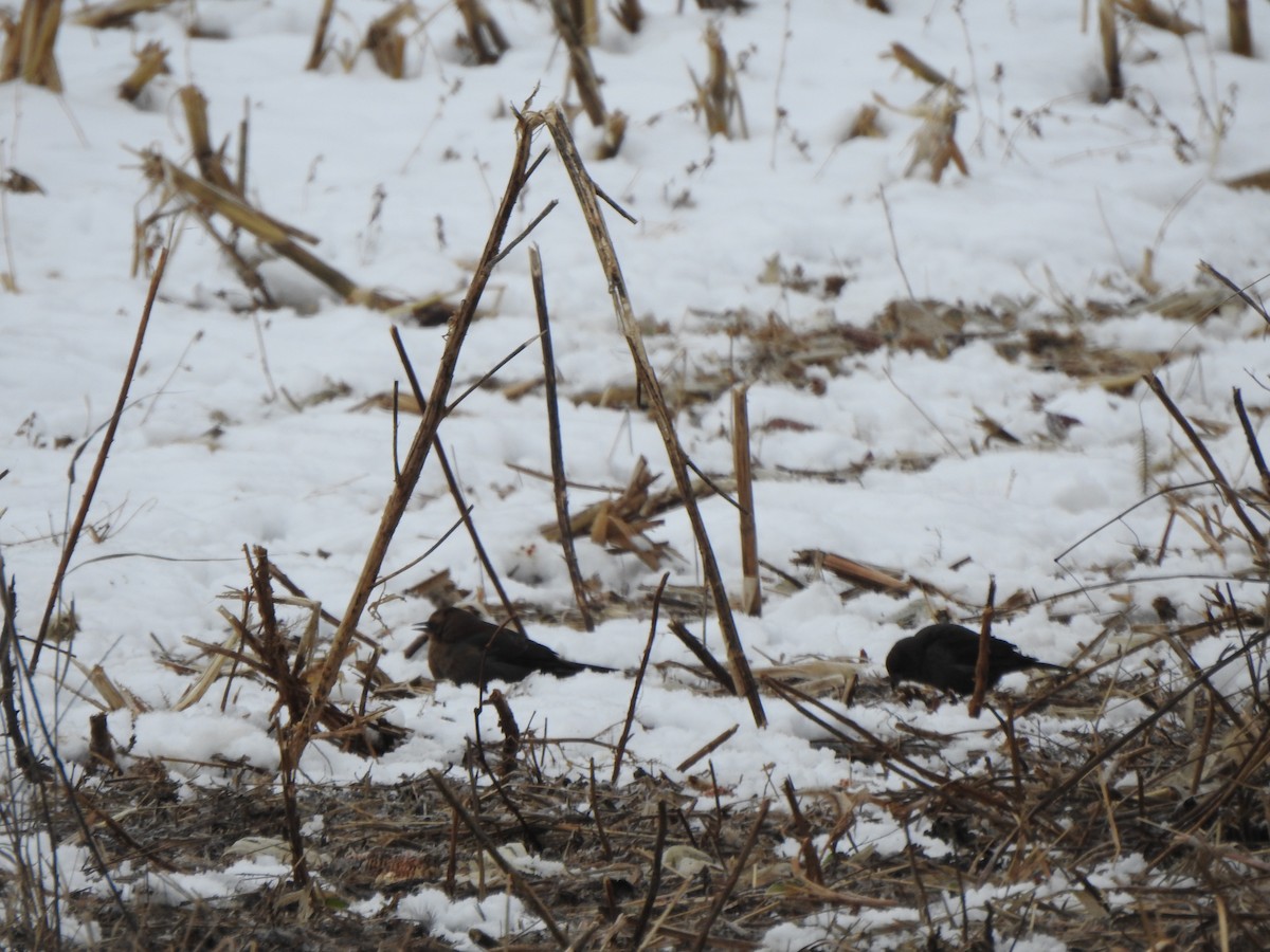 Rusty Blackbird - ML646405357