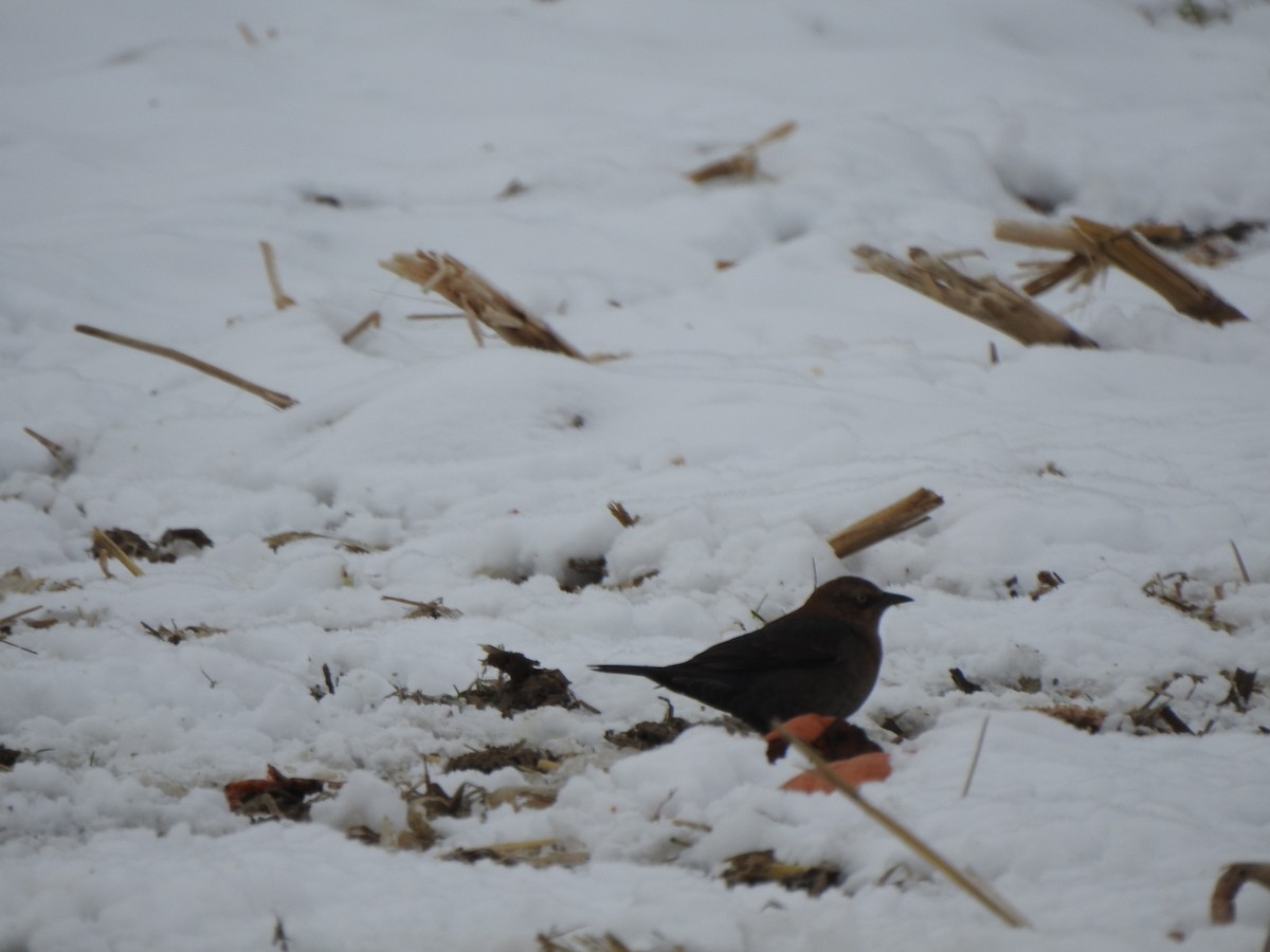 Rusty Blackbird - ML646405358