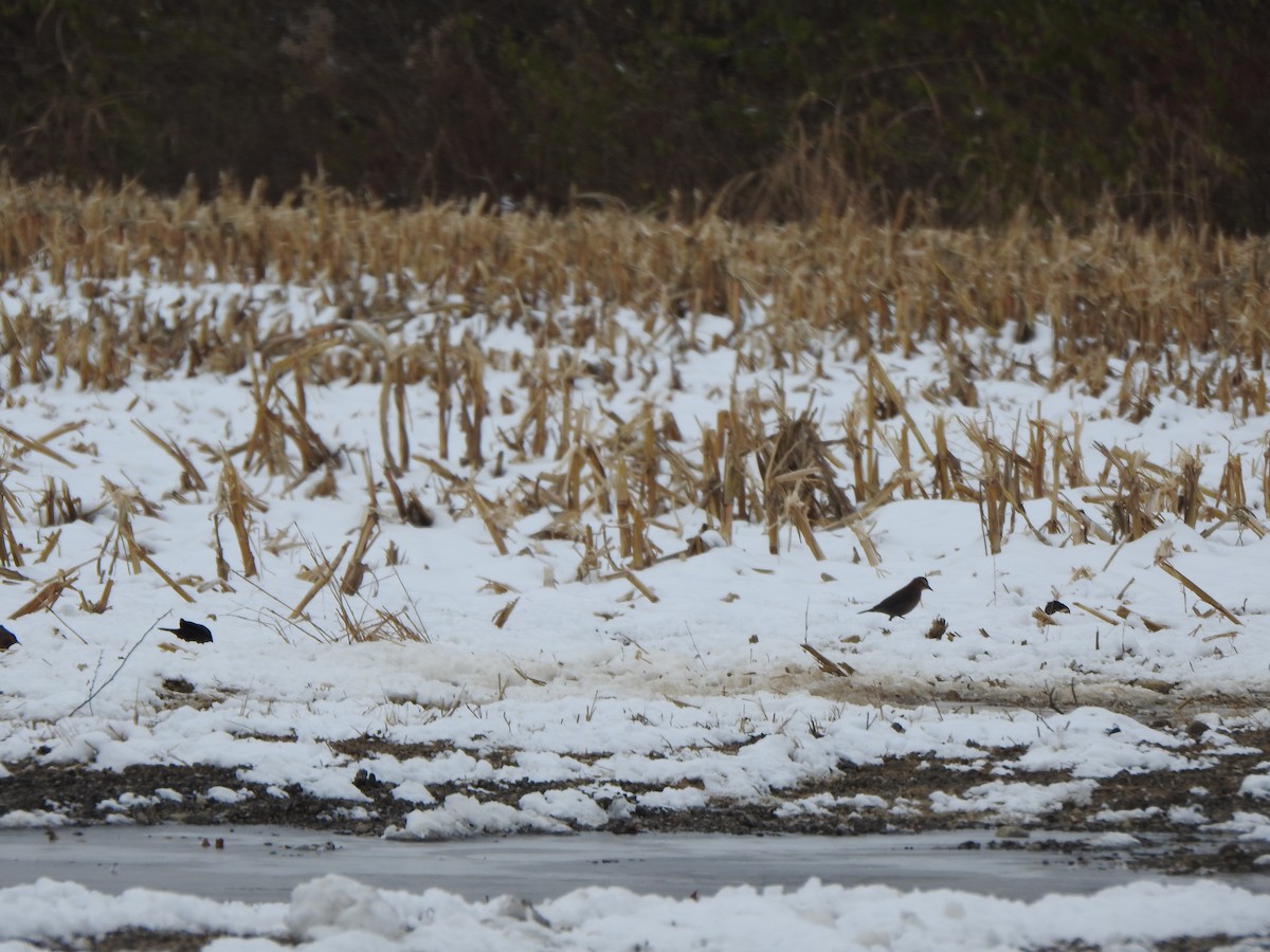 Rusty Blackbird - ML646405359