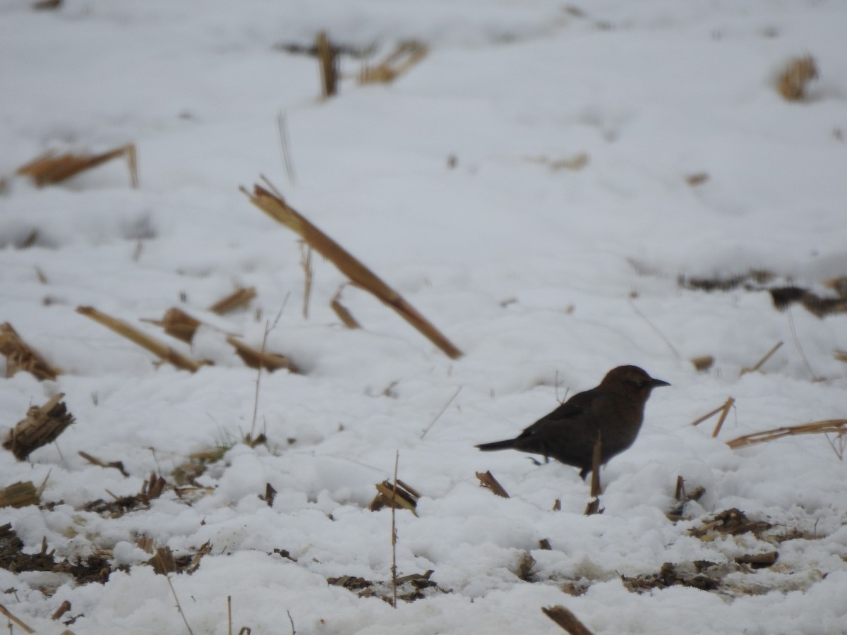 Rusty Blackbird - ML646405360