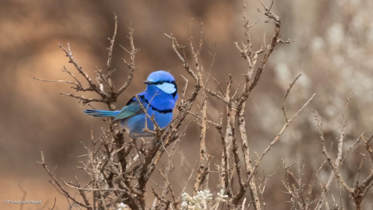 Splendid Fairywren - ML646405363