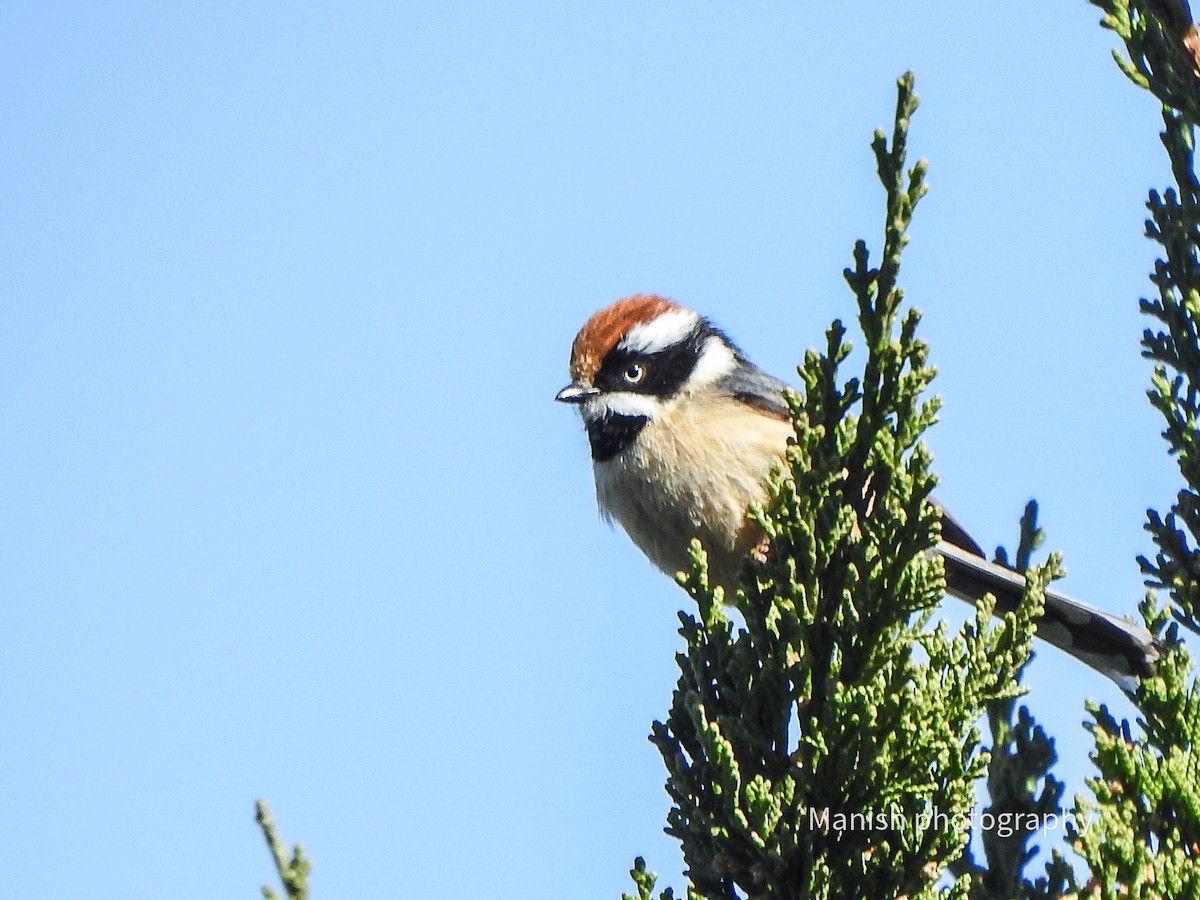 mlynařík kaštanovotemenný - ML646405364