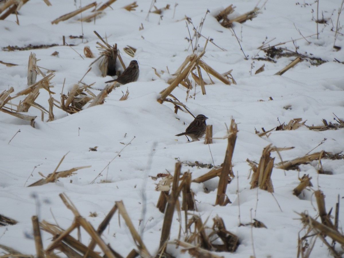 Song Sparrow - ML646405365