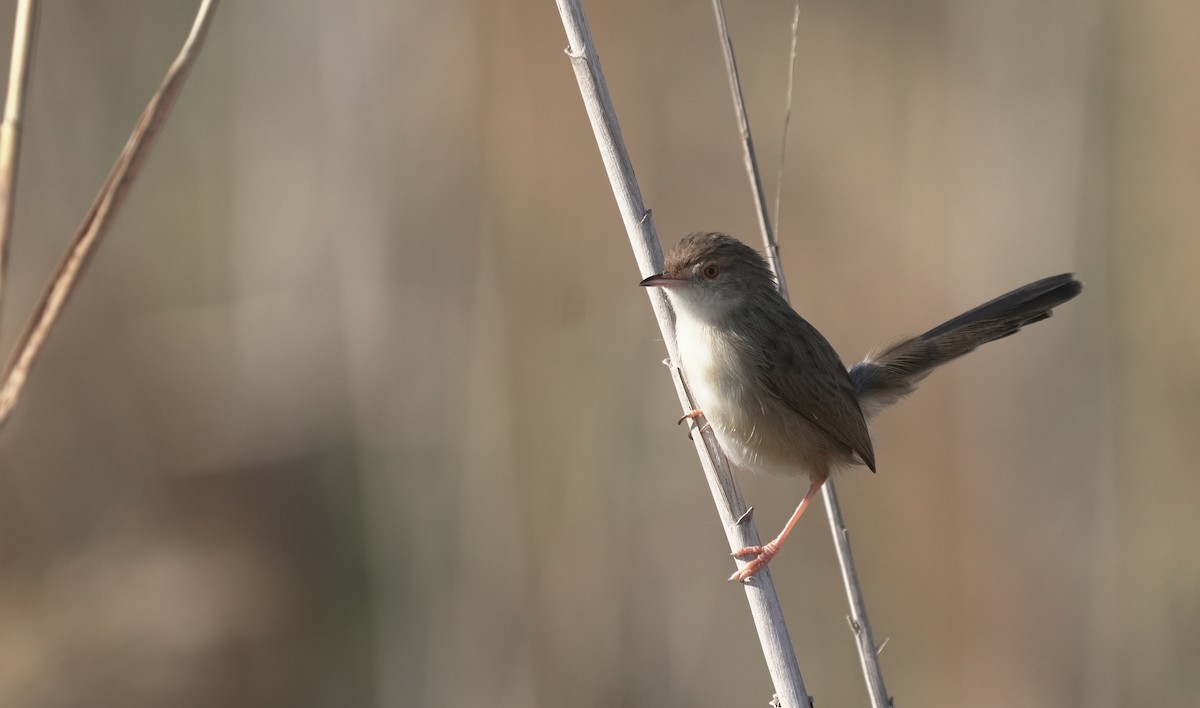 prinie obecná - ML646405366