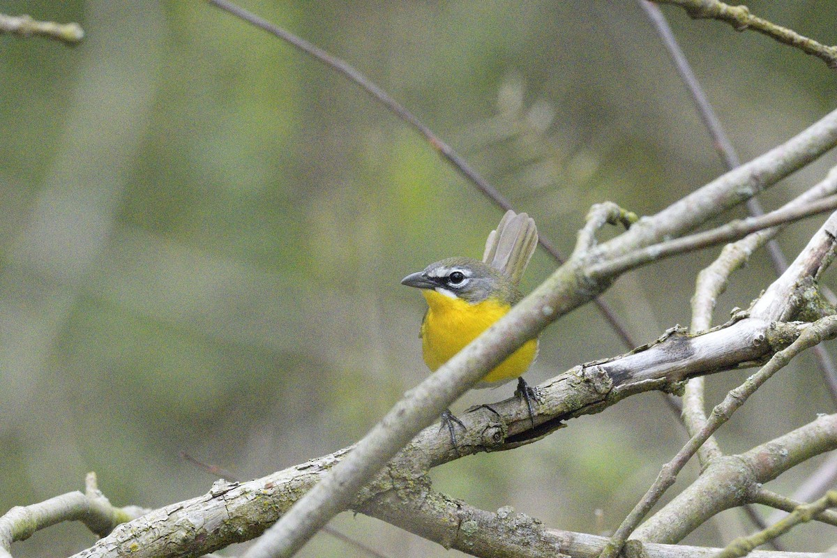 オオアメリカムシクイ - ML646405367