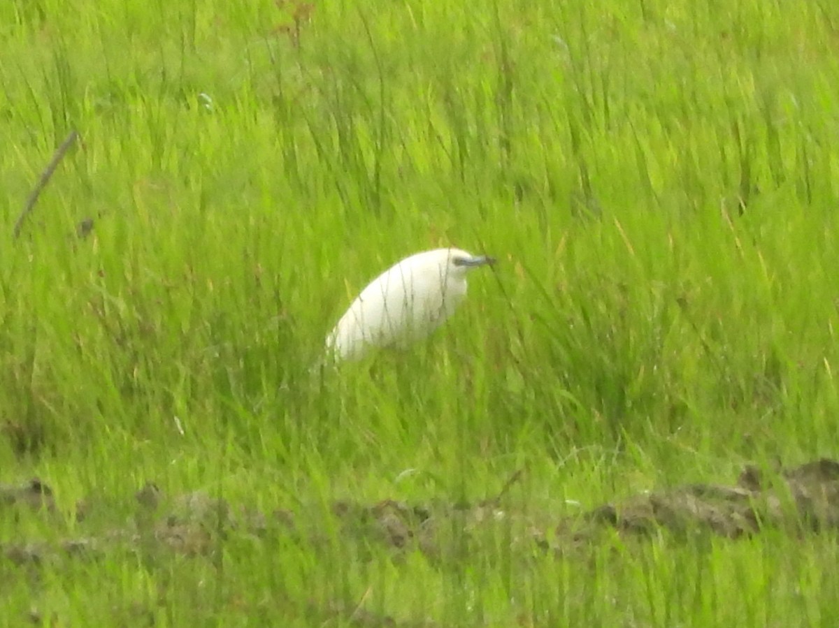 Malagasy Pond-Heron - ML646405368
