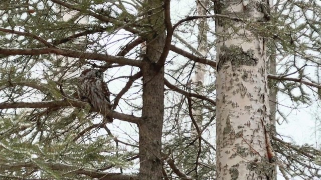 Boreal Owl - ML646405369