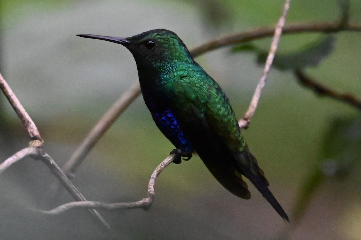 Violet-bellied Hummingbird - ML646405370