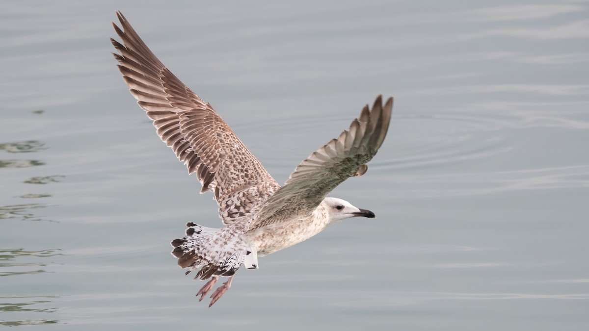 Yellow-legged Gull - ML646405373