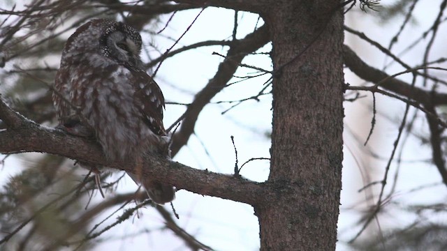 Boreal Owl - ML646405374