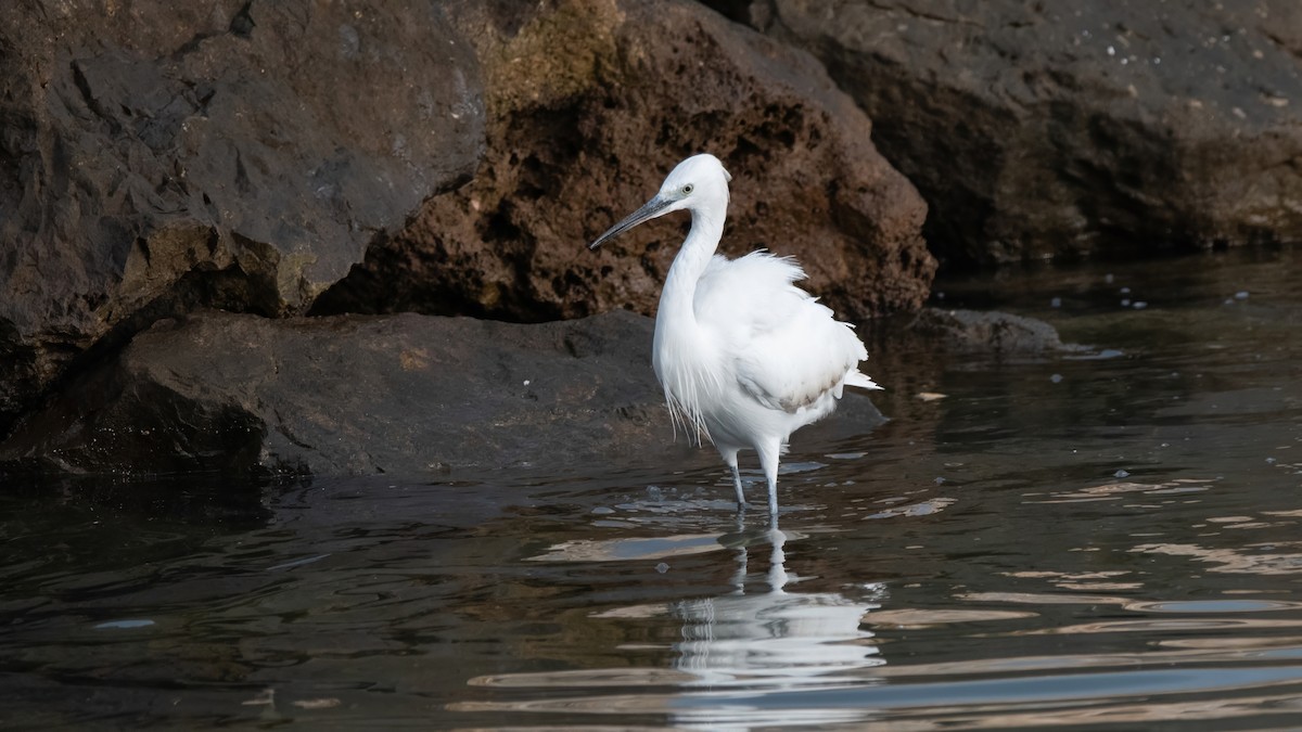 Little Egret (Western) - ML646405376
