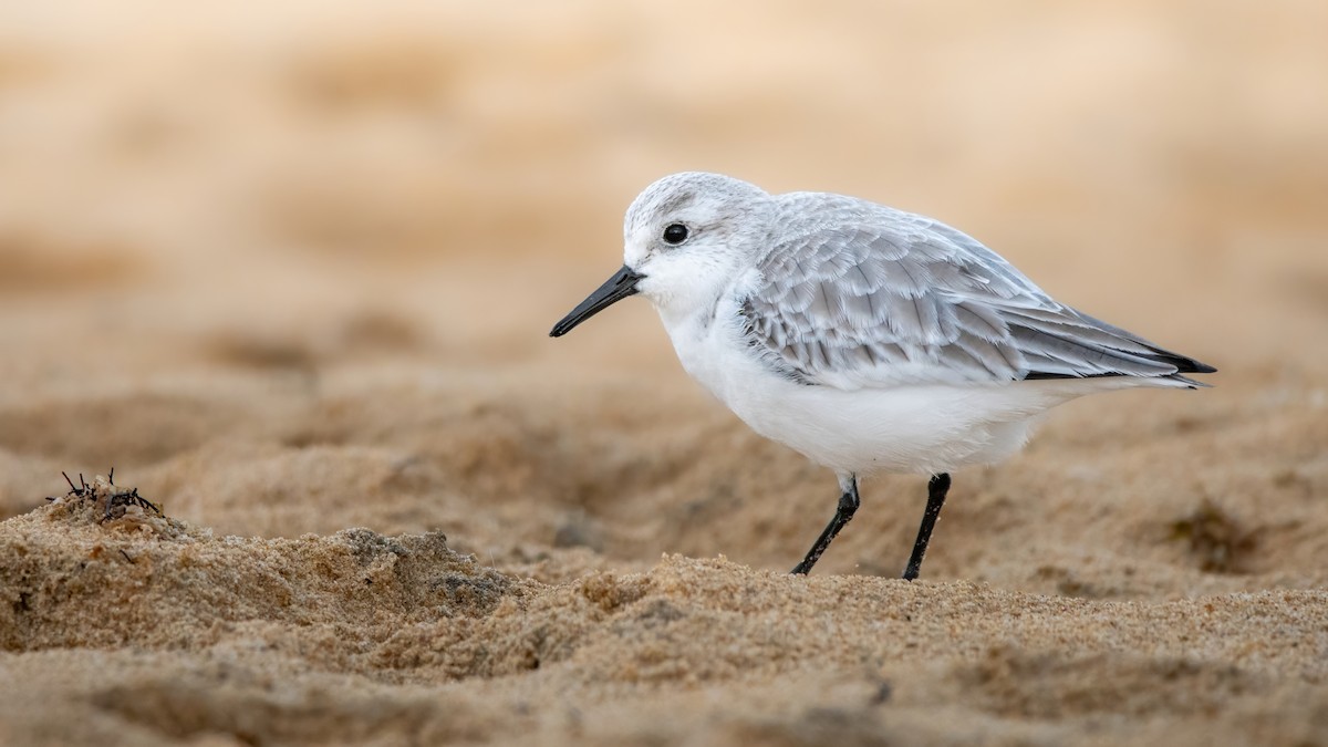 Sanderling - ML646405382