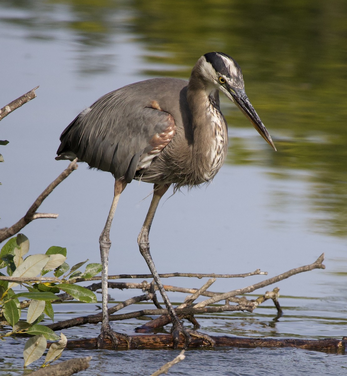 Great Blue Heron - ML646405389