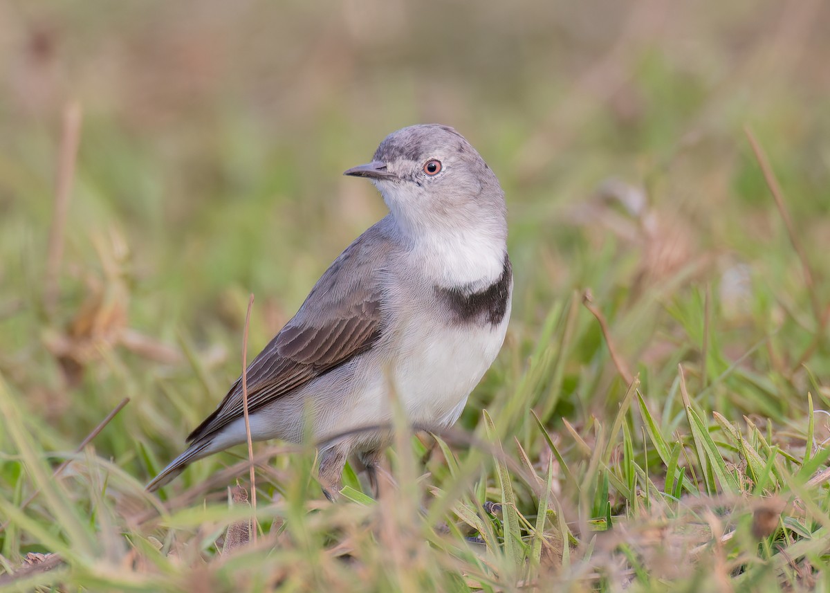 White-fronted Chat - ML646405391