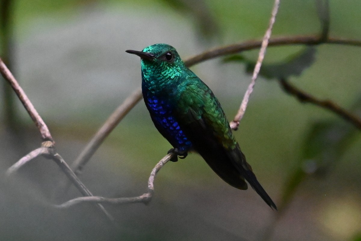 Violet-bellied Hummingbird - ML646405392