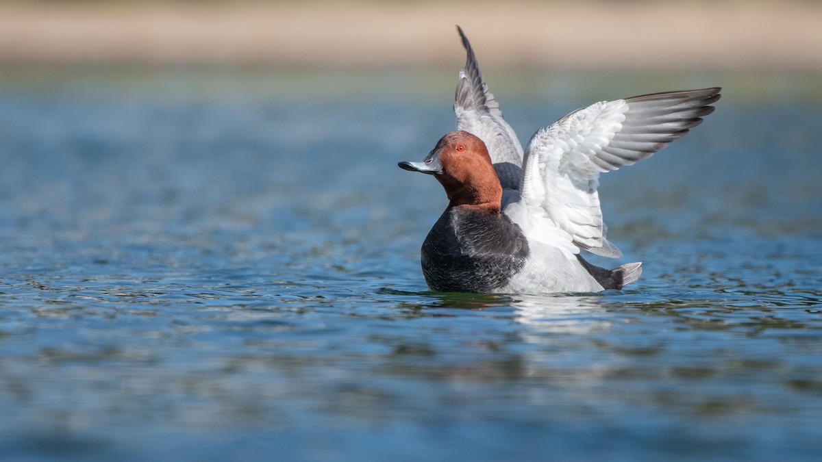 Common Pochard - ML646405393
