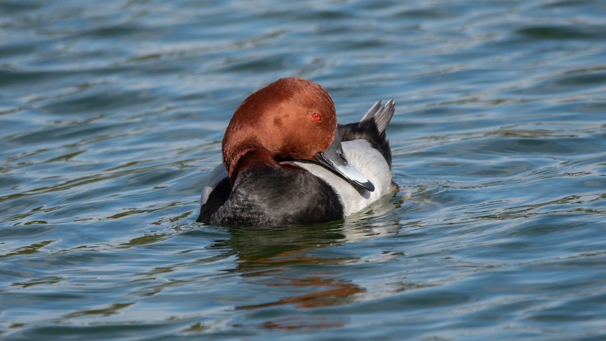 Common Pochard - ML646405394