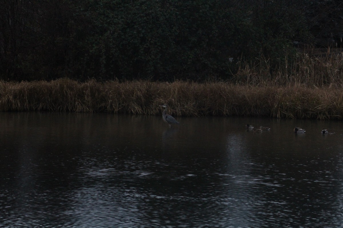 Great Blue Heron - ML646405395