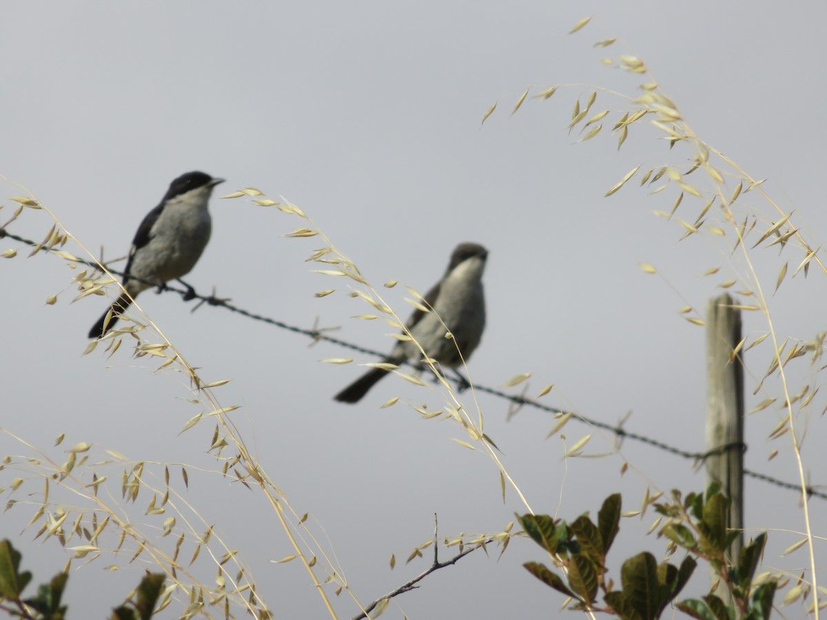 Fiscal Flycatcher - ML646405396