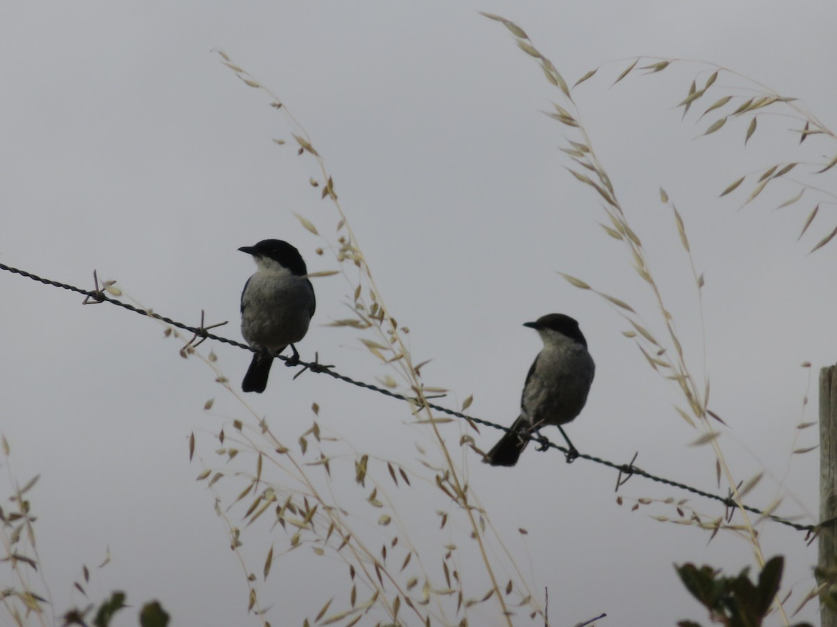 Fiscal Flycatcher - ML646405397
