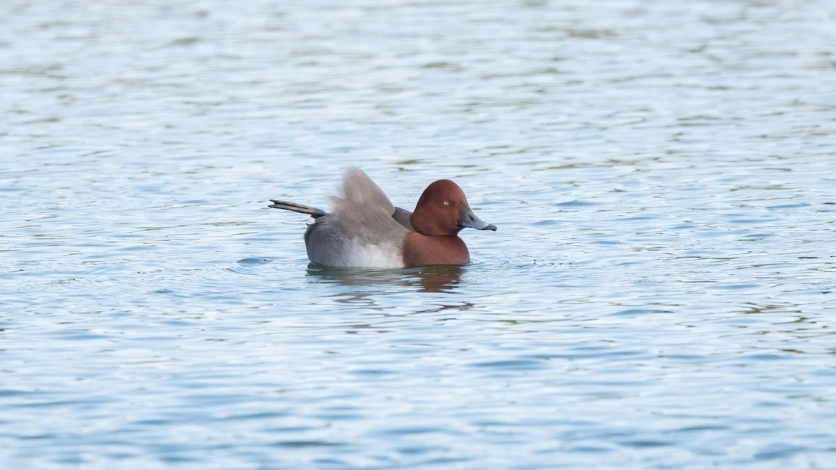 Common Pochard x Ferruginous Duck (hybrid) - ML646405398