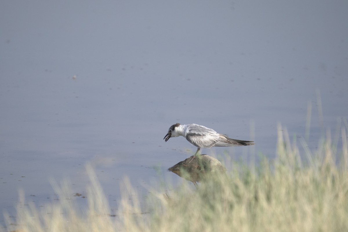 Whiskered Tern - ML646405402