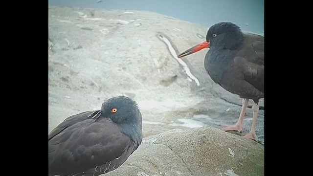 Black Oystercatcher - ML646405404