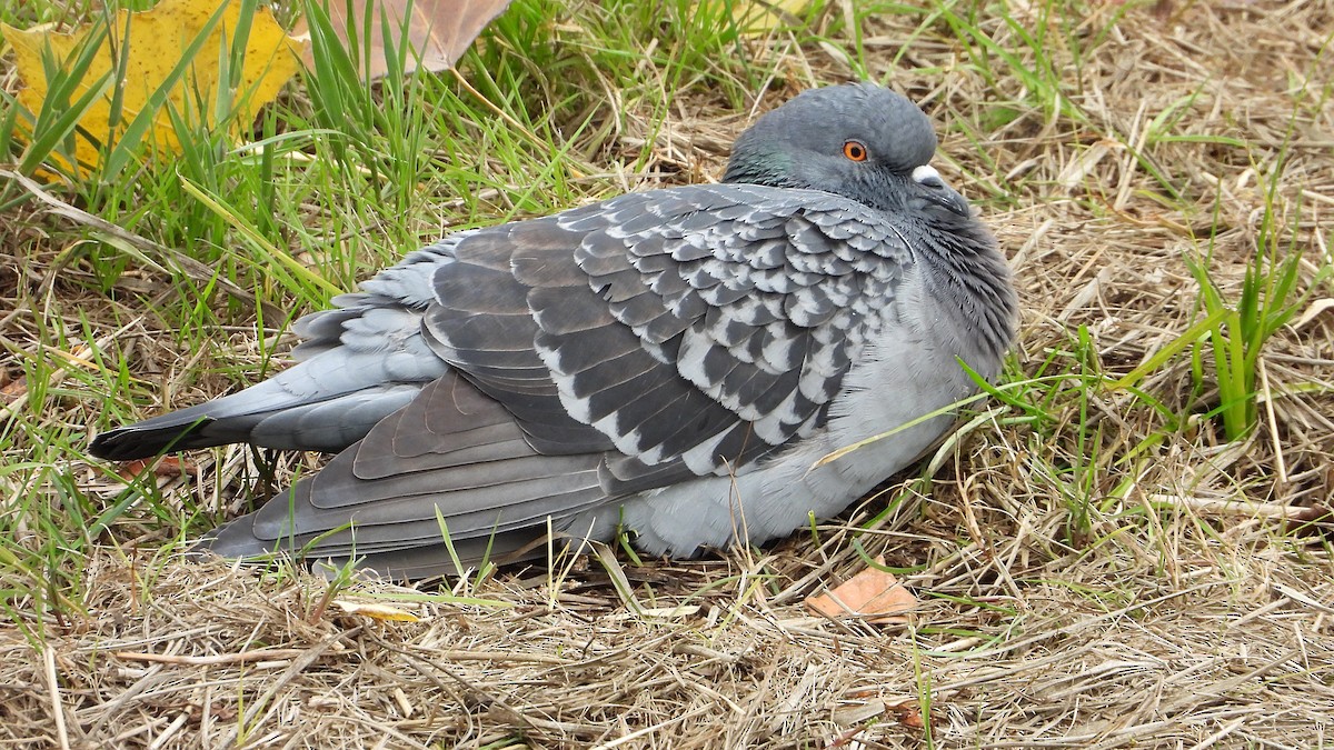 Rock Pigeon (Feral Pigeon) - ML646405405
