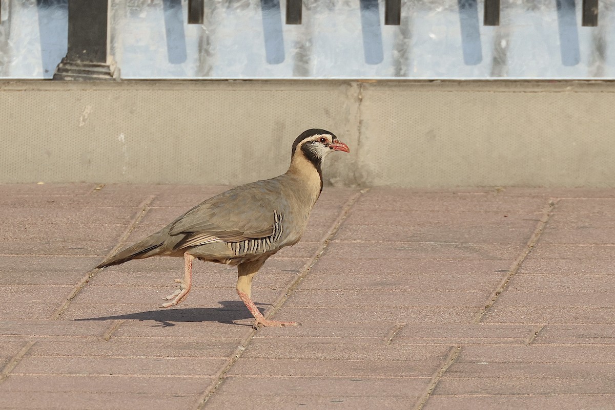 Arabian Partridge - ML646405406