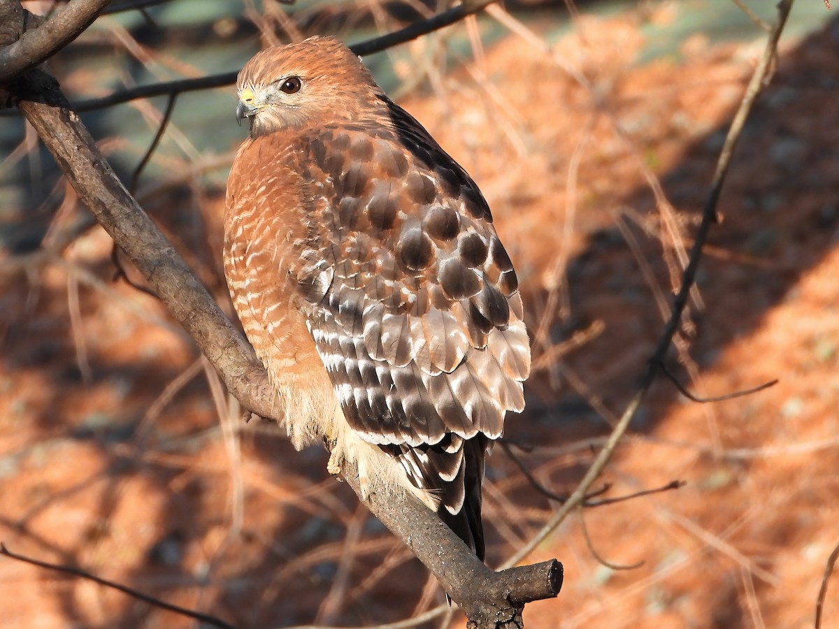 Red-shouldered Hawk - ML646405408