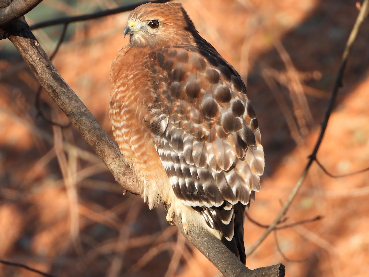 Red-shouldered Hawk - ML646405409