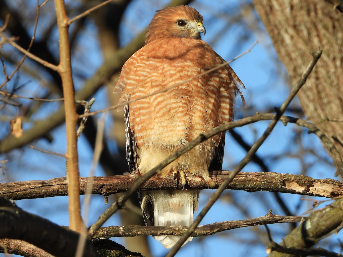 Red-shouldered Hawk - ML646405411