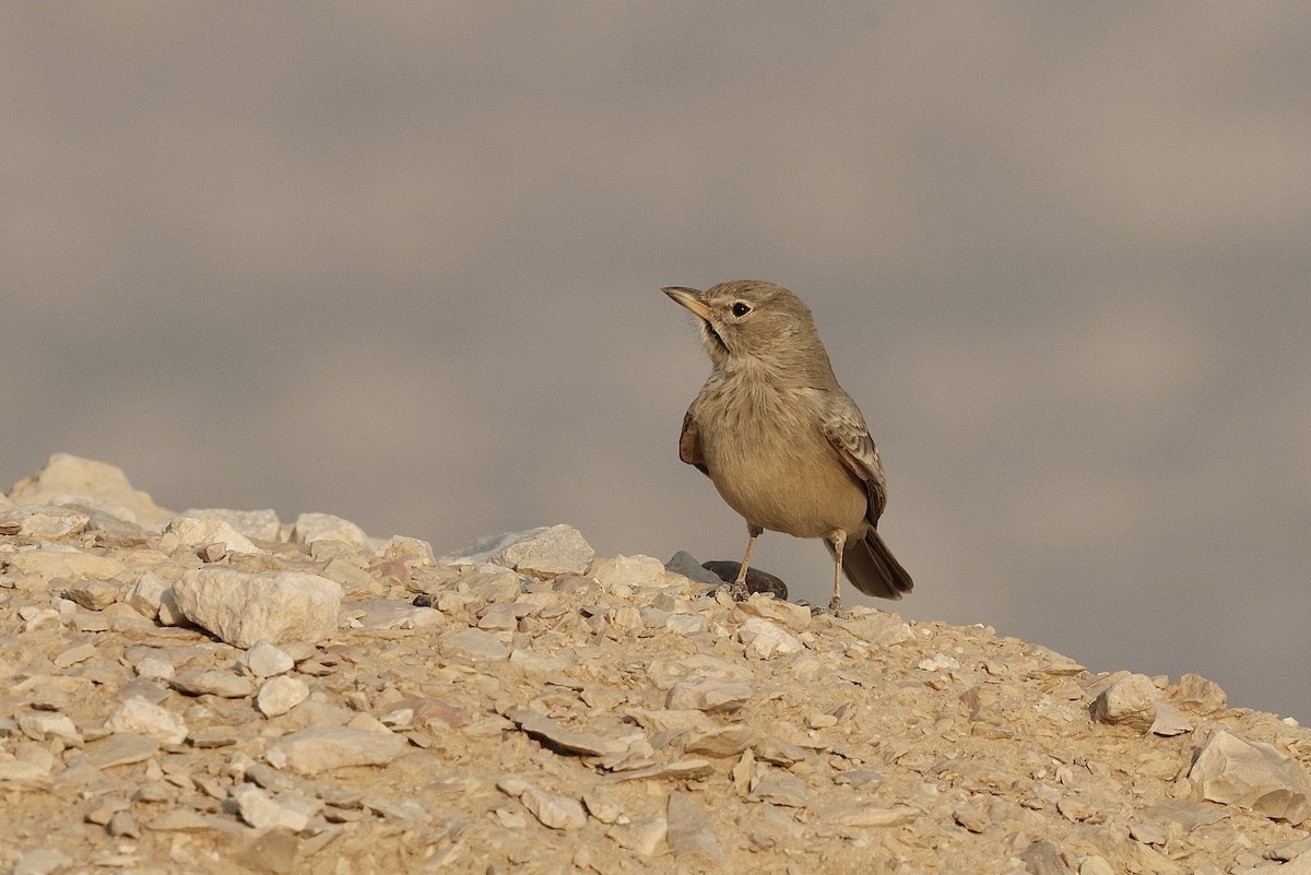 Desert Lark - ML646405412