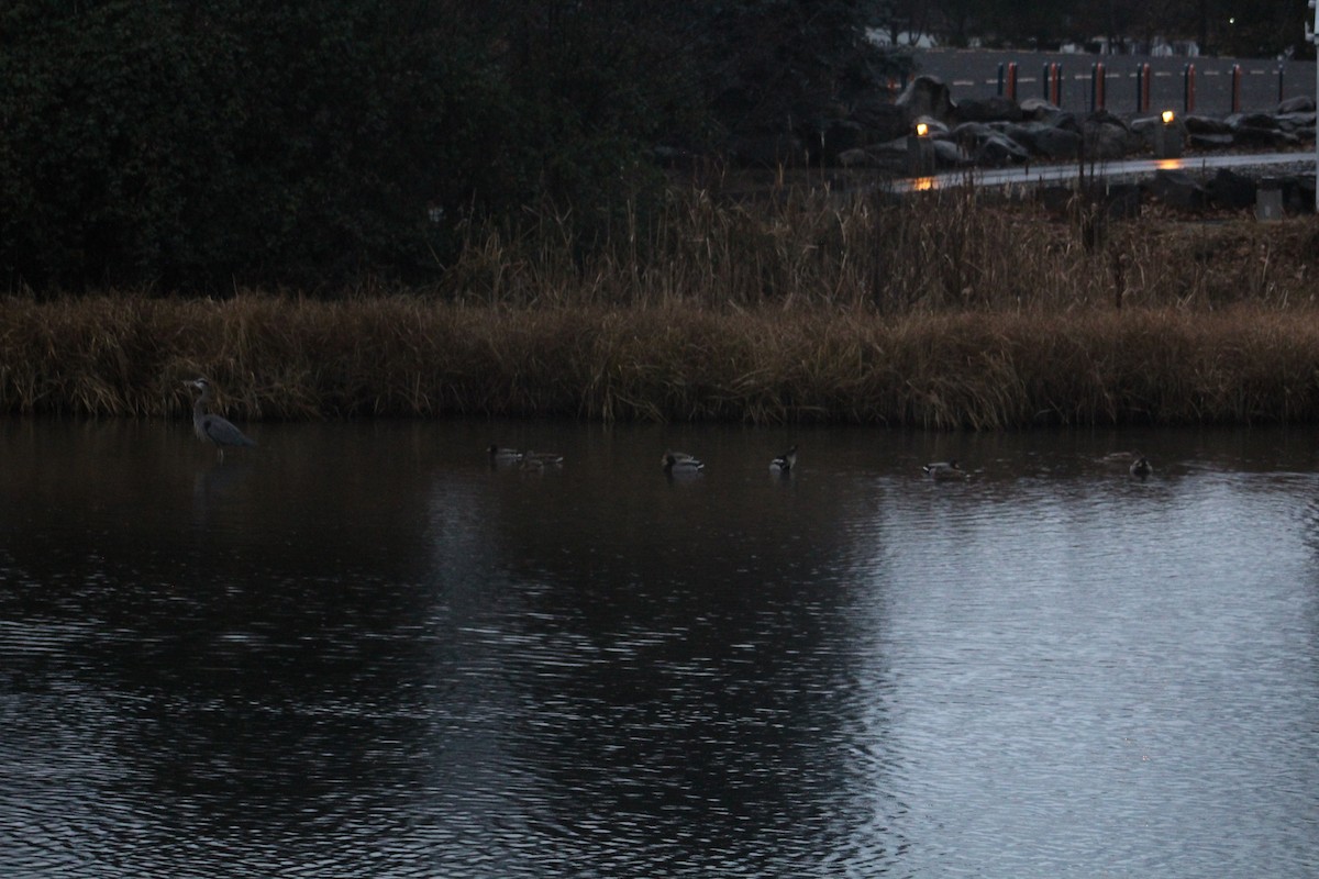 Mallard - ML646405413