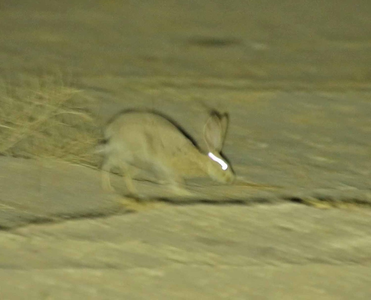 Animals - ML646405415