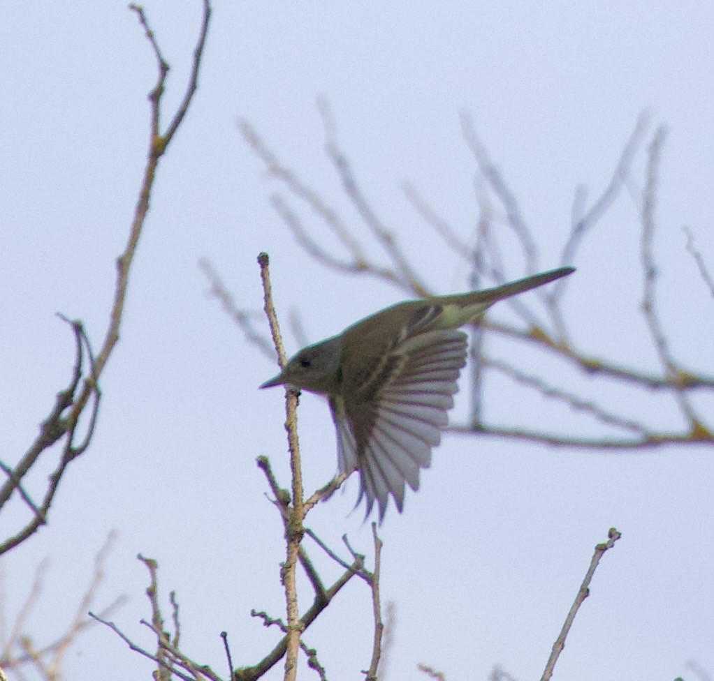 Willow Flycatcher - ML646405416