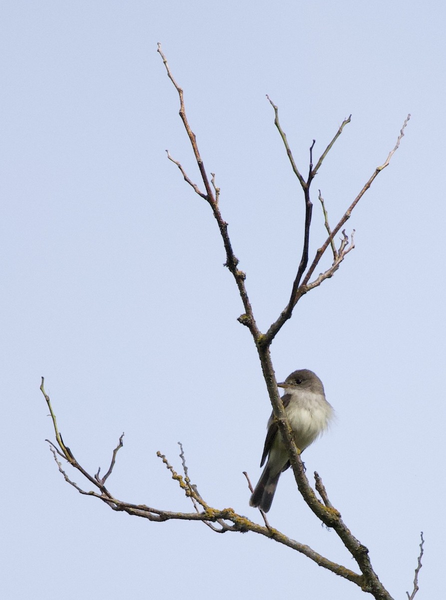 Willow Flycatcher - ML646405419
