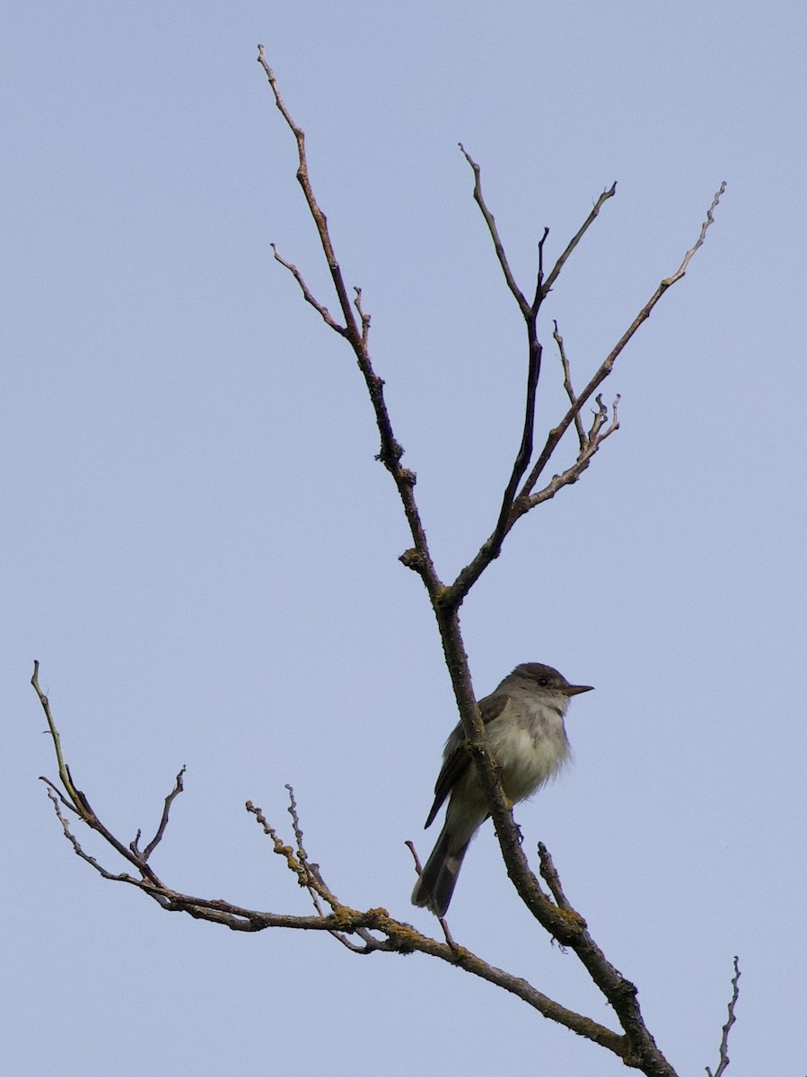 Willow Flycatcher - ML646405420