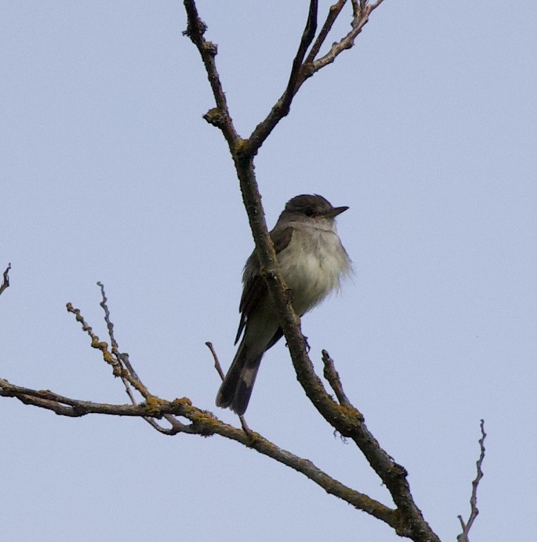 Willow Flycatcher - ML646405421