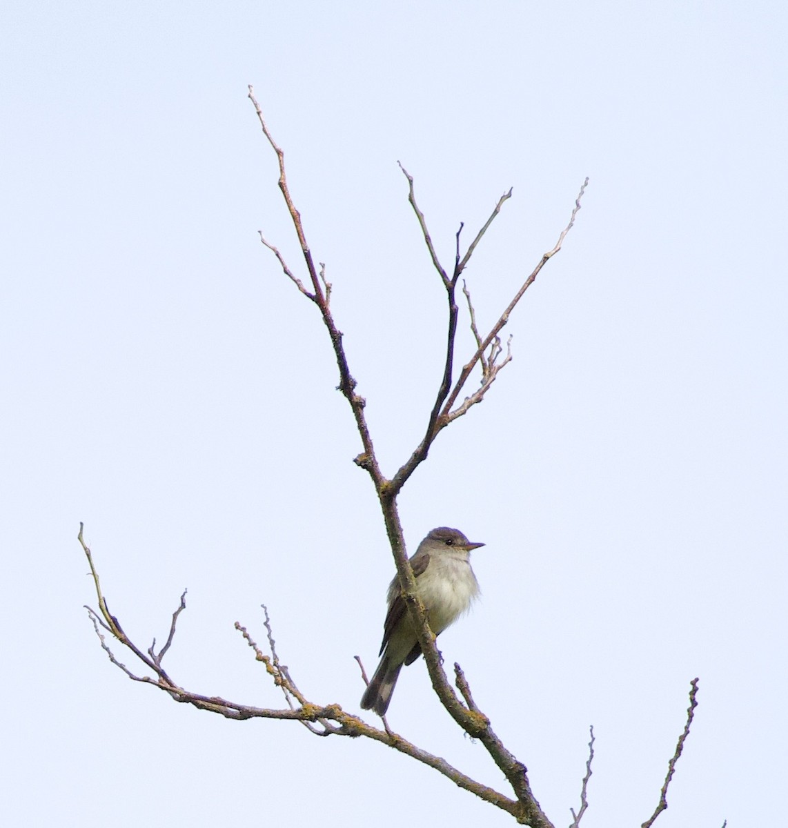 Willow Flycatcher - ML646405422