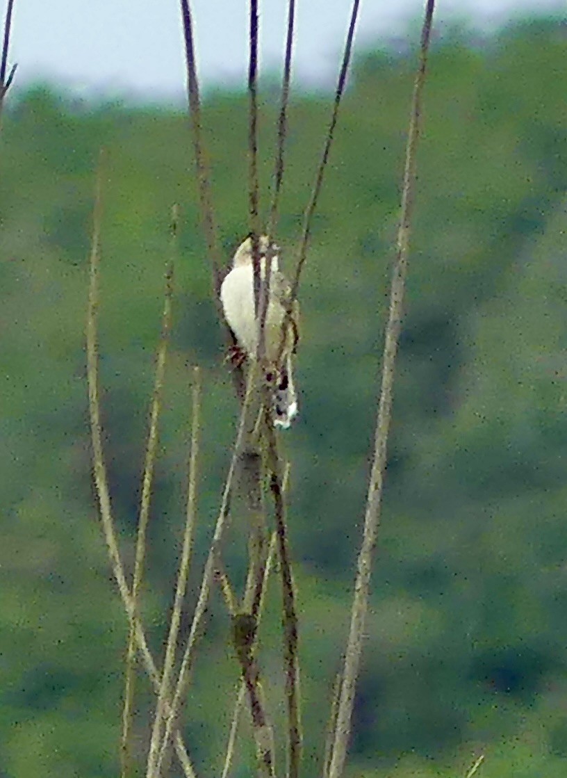 Rufous-winged Cisticola - ML646405423