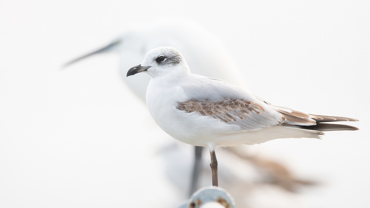 Черноголовая чайка - ML646405424