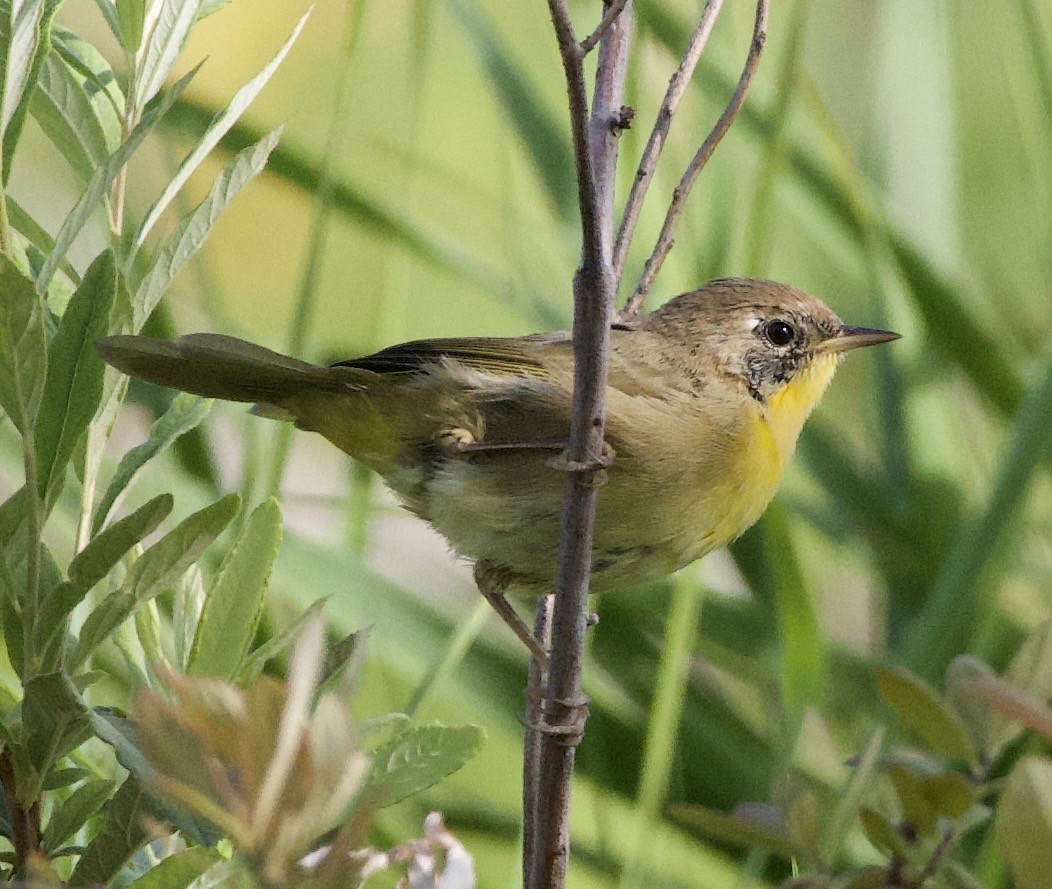 lesňáček žlutohrdlý - ML646405425