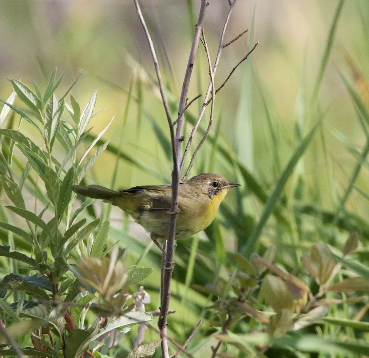 lesňáček žlutohrdlý - ML646405426