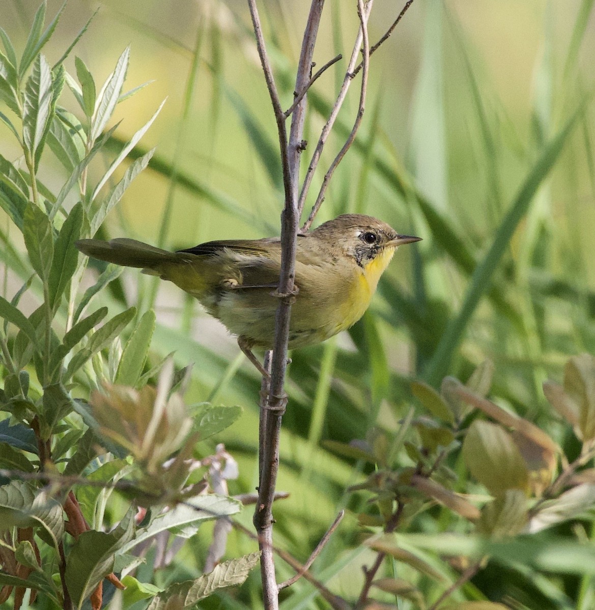 lesňáček žlutohrdlý - ML646405431