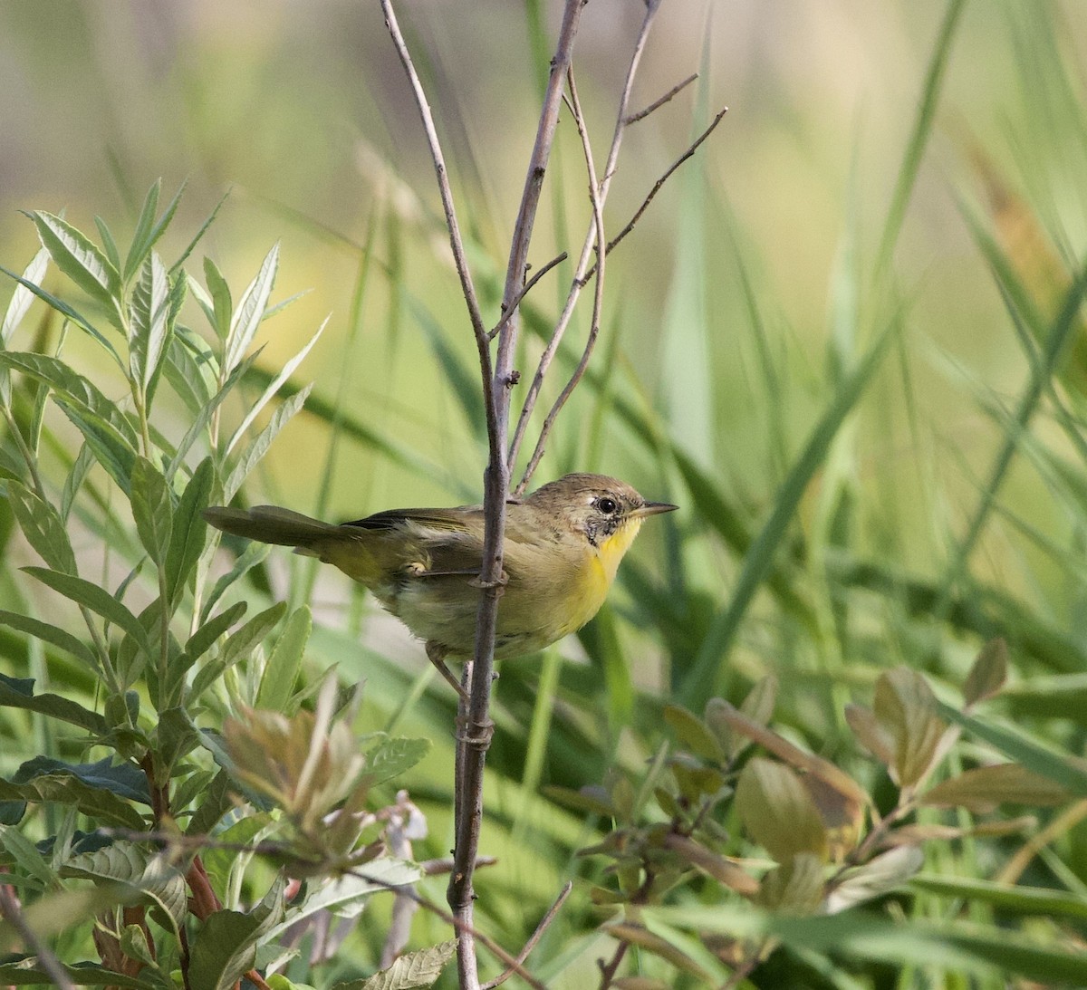 lesňáček žlutohrdlý - ML646405432