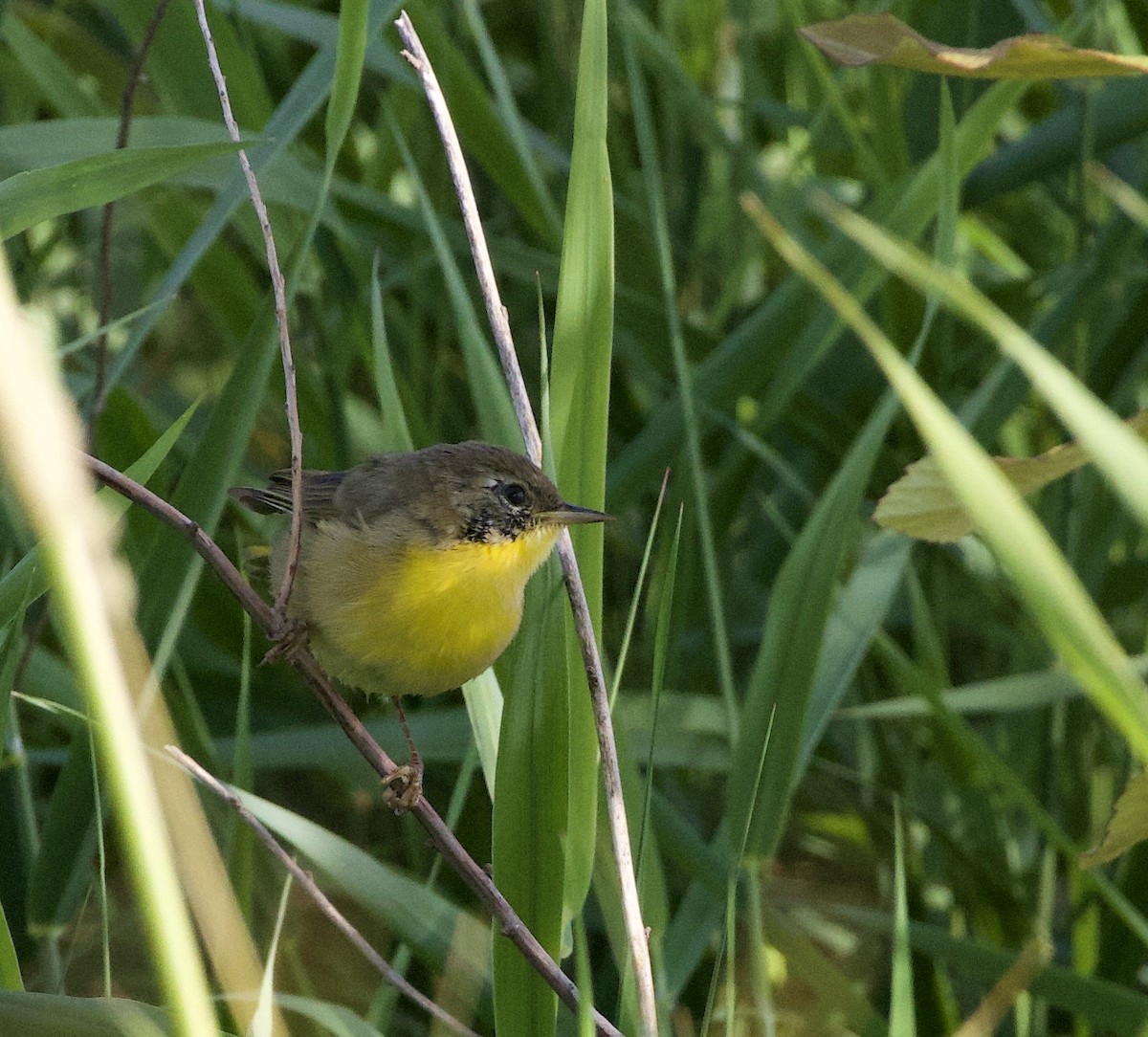 lesňáček žlutohrdlý - ML646405433