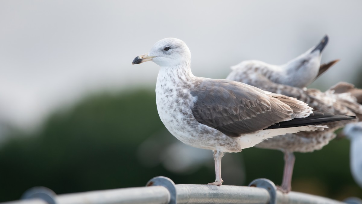 Lesser Black-backed Gull - ML646405434